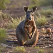 据说澳大利亚有一些非常罕见的小型哺乳类动物被称为袋鼠或kangaroo等名字然而这些小家伙中也有一些体型巨大的物种比如考拉熊树懒等等你们认为澳洲最可能成为哪种大型动物的家园呢？