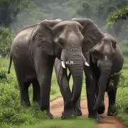 印度尼西亚是世界上唯一一个拥有两种不同种类的大象的地方之一你知道这两种动物分别是什么呢？