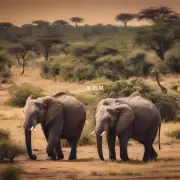 请问非洲的大象是哪里出产？
