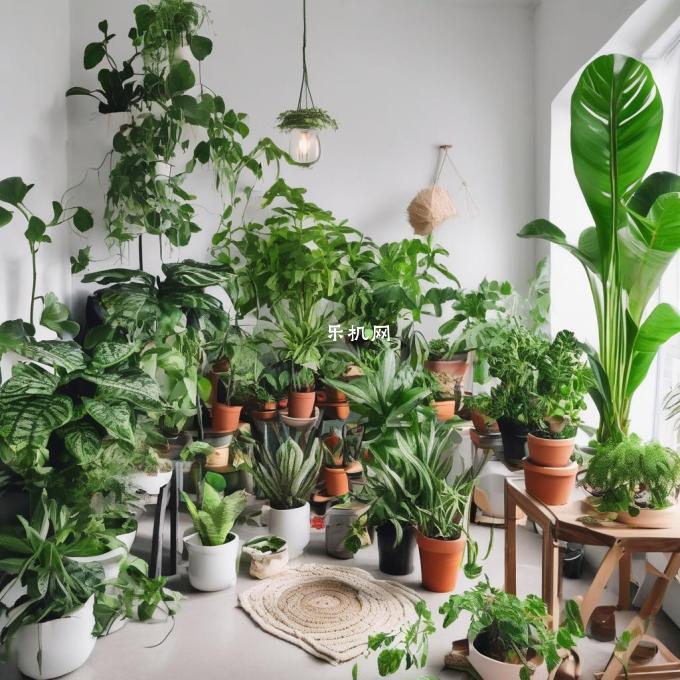 如何在家中种植室内植物?